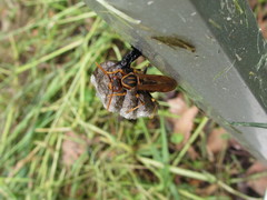 Polistes jokahamae