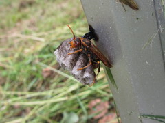 Polistes jokahamae