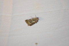 Oligia chlorostigma