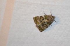 Oligia chlorostigma