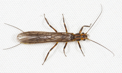 Perlinella drymo
