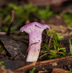 Hygrocybe cheelii