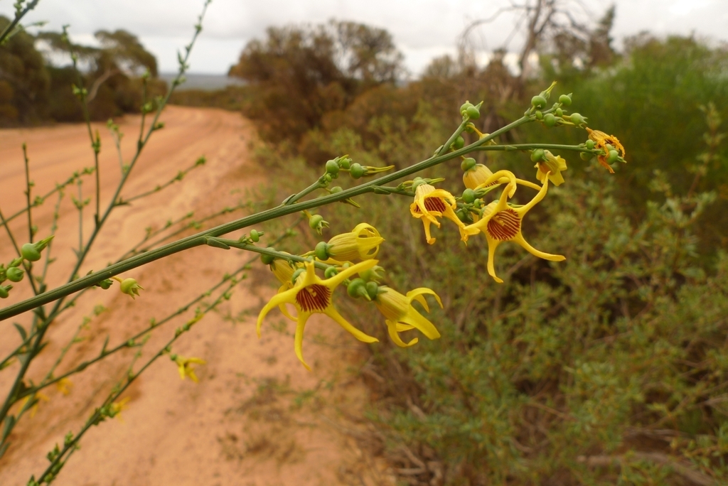 red-striped yellow tailflower