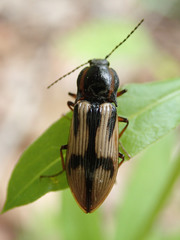 Selatosomus pulcher