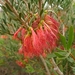 Melaleuca quadrifida homalophylla - Photo (c) Leon Perrie, some rights reserved (CC BY-NC-SA), uploaded by Leon Perrie