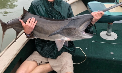 American Paddlefish