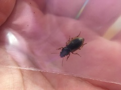 Anisodactylus discoideus