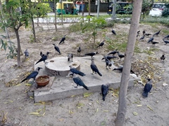 Corvus splendens