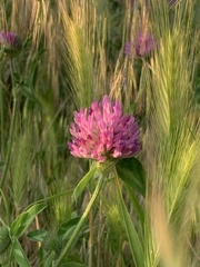 Trifolium pratense