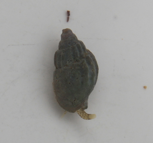Amphissa columbiana