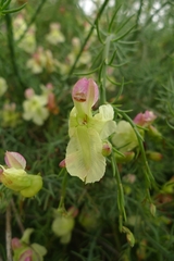 Lechenaultia linarioides