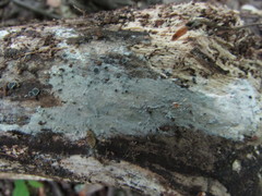 Peniophorella pubera