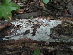 Peniophorella pubera