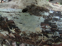 Peniophorella pubera