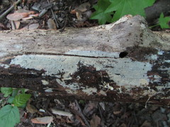 Peniophorella pubera