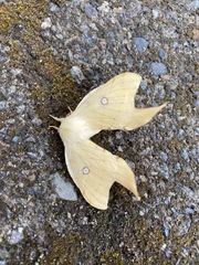 Cercophana venusta