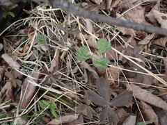 Thalictrum venulosum