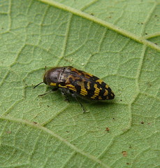 Acmaeodera mixta