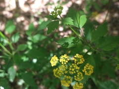 Thaspium barbinode