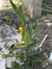 Crotalaria stipularia