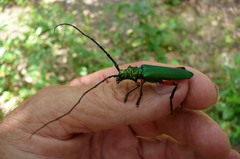 Plinthocoelium suaveolens