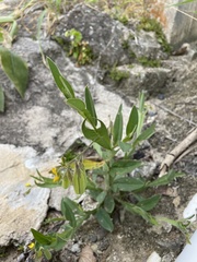 Crotalaria stipularia