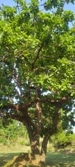 Madhuca longifolia latifolia