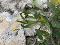 Crotalaria stipularia
