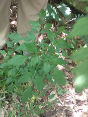 Thaspium barbinode