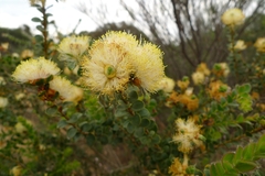 Melaleuca megacephala