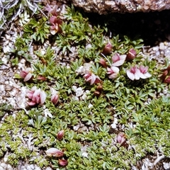 Trifolium nanum
