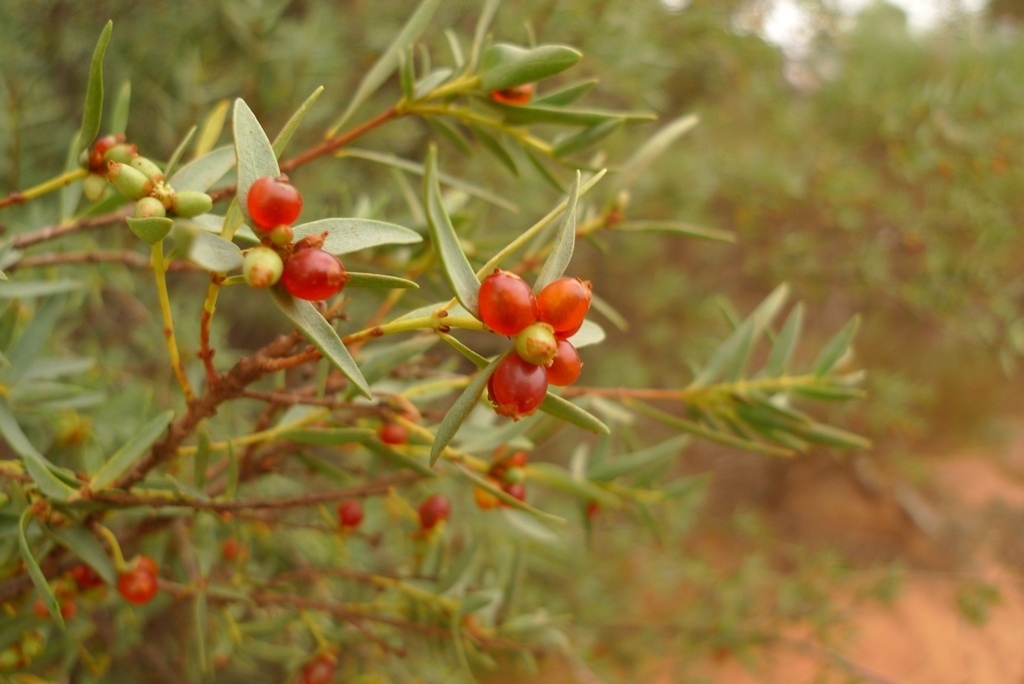 Pimelea microcephala, Western Australia, Kalbarri., by leonperrie