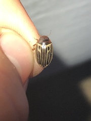 Agabus disintegratus