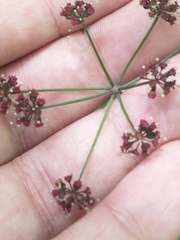 Thaspium trifoliatum trifoliatum