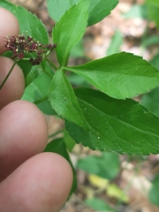 Thaspium trifoliatum trifoliatum