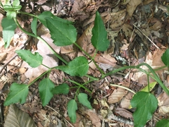 Thaspium trifoliatum trifoliatum