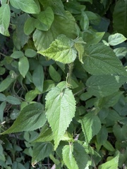 Sida urens