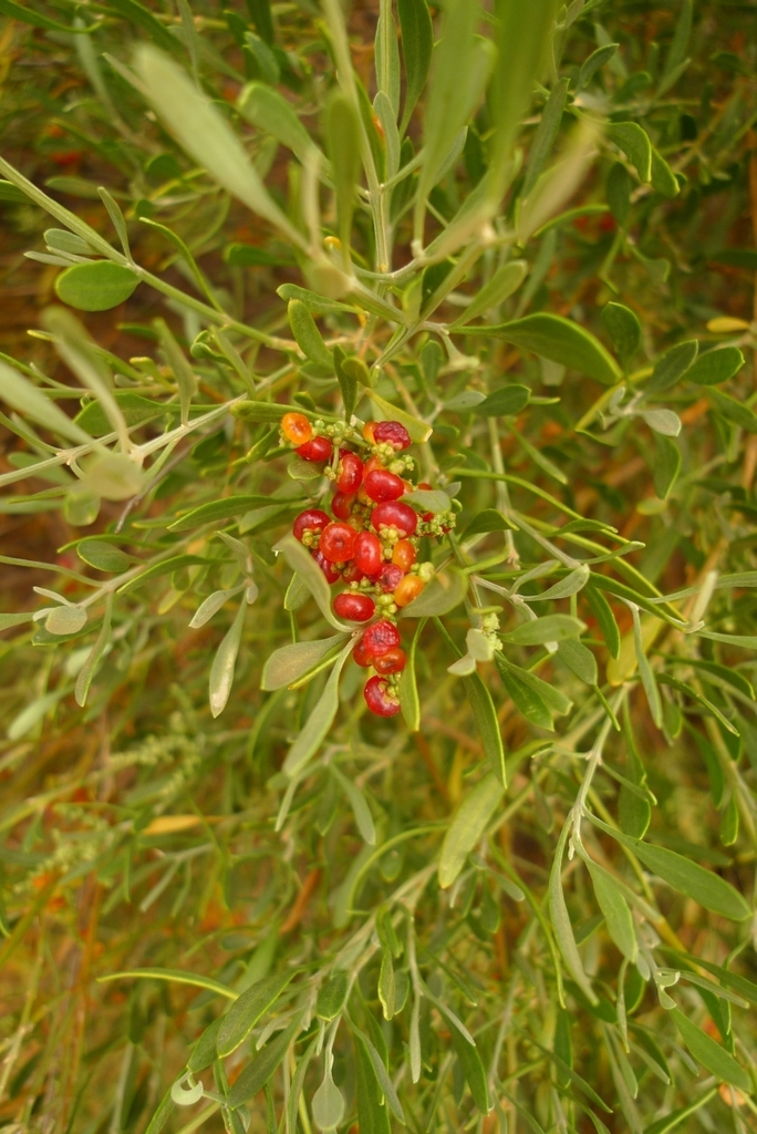 Mallee Saltbush