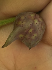 Amphibolips acuminata