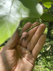 Amphibolips acuminata