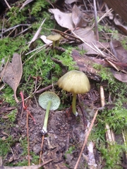 Entoloma rodwayi