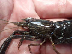 Macrobrachium japonicum