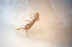 Discothyrea testacea