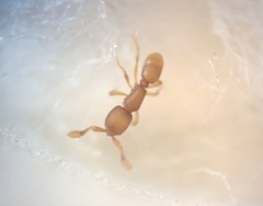 Discothyrea testacea