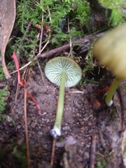 Entoloma rodwayi