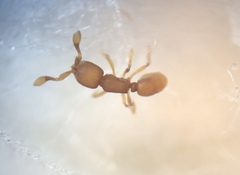 Discothyrea testacea