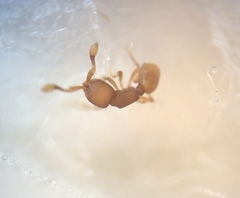 Discothyrea testacea