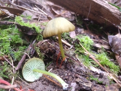 Entoloma rodwayi