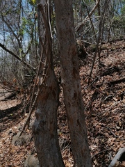 Calycophyllum candidissimum