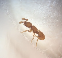 Discothyrea testacea